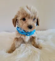 Tan boy, a male Yorkshire Terrier for sale in Ontario, OR – 4 of 4