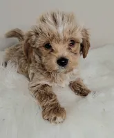 Tan boy, a male Yorkshire Terrier for sale in Ontario, OR – 2 of 4
