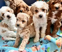 Toasted Marshmallow , a male Miniature Goldendoodle for sale in Ontario, OR – 2 of 2