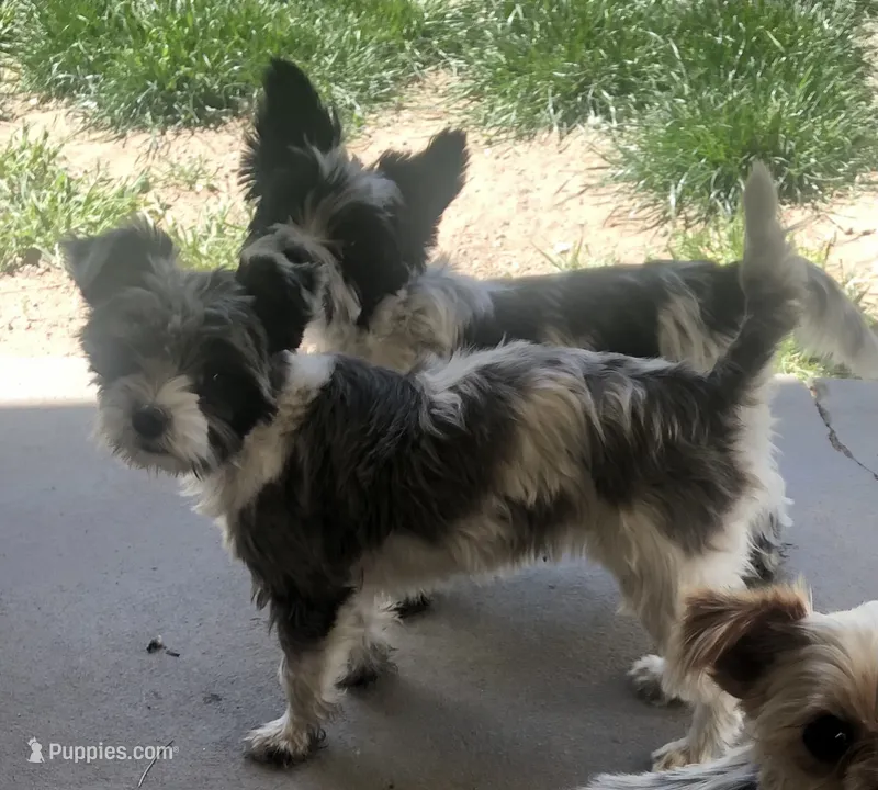 Cocoa  – Yorkshire Terrier, Biewer puppy for sale in Ontario, OR