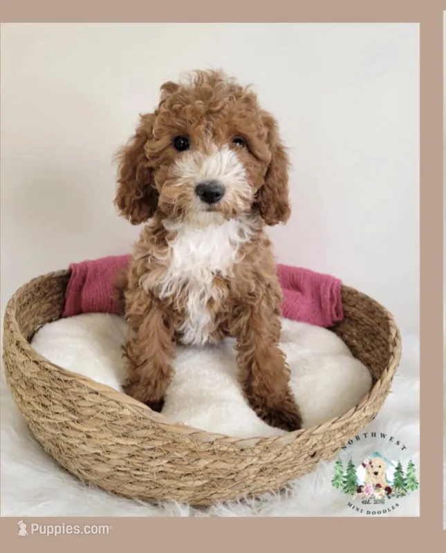 Petite  – Miniature Goldendoodle puppy for sale in Ontario, OR