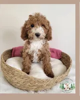 Petite , a female Miniature Goldendoodle for sale in Ontario, OR – 1 of 2