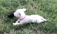 Lillie , a female West Highland White Terrier for sale in Ontario, OR – 2 of 2