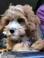 Mabel , a female Cavapoo and Poodle - Miniature  for sale in Ontario, OR – 2 of 2