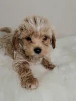 Tan boy, a male Yorkshire Terrier for sale in Ontario, OR – 3 of 4