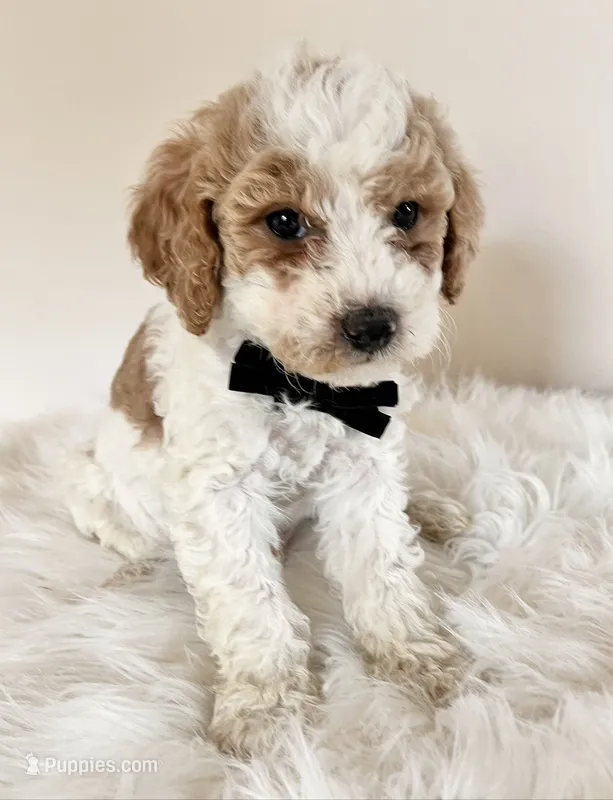 Toasted Marshmallow  – Miniature Goldendoodle puppy for sale in Ontario, OR