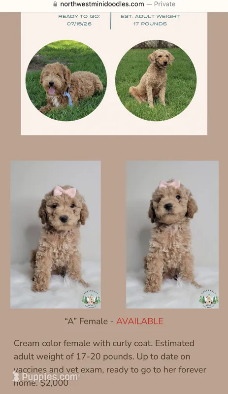 Petite mini – Miniature Goldendoodle puppy for sale in Ontario, OR