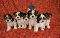 Andre, a male Yorkshire Terrier for sale in Ontario, OR – 3 of 3