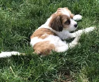 Penny, a female Cavapoo for sale in Ontario, OR – 4 of 4