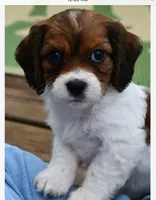 Penny, a female Cavapoo for sale in Ontario, OR – 3 of 4