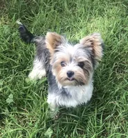 Choc Parti girl , a female Yorkshire Terrier and Biewer for sale in Ontario, OR – 5 of 5