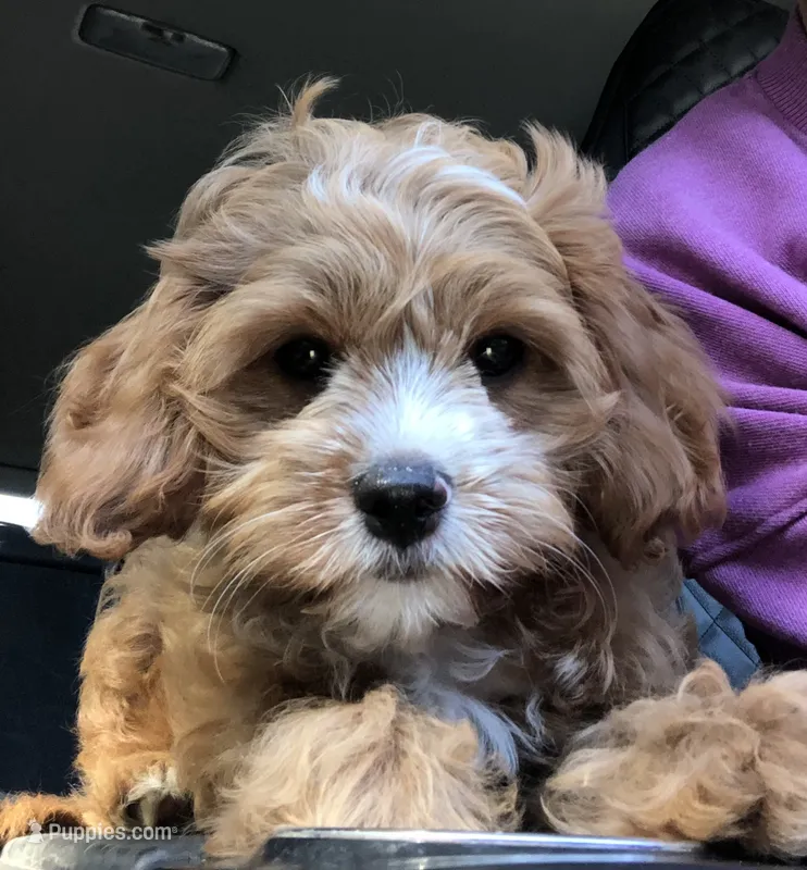 Mabel  – Cavapoo, Poodle - Miniature  puppy for sale in Ontario, OR