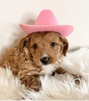 Fancy, a female Miniature Goldendoodle for sale in Ontario, OR – 2 of 2