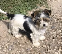 Andre, a male Yorkshire Terrier for sale in Ontario, OR – 2 of 3