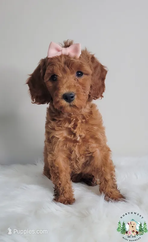 Ruby red  – Miniature Goldendoodle puppy for sale in Ontario, OR