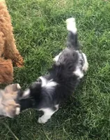 Mae , a female Yorkshire Terrier for sale in Ontario, OR – 2 of 2