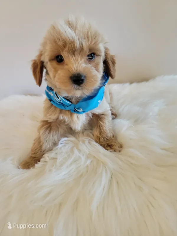 Tan boy – Yorkshire Terrier puppy for sale in Ontario, OR