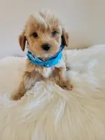 Tan boy, a male Yorkshire Terrier for sale in Ontario, OR – 1 of 4