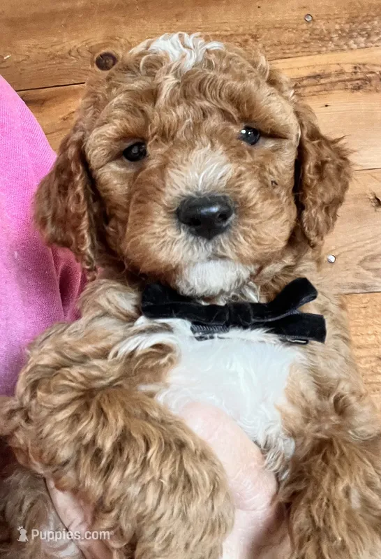 Buddy – Miniature Goldendoodle puppy for sale in Ontario, OR
