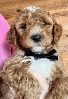 Buddy, a male Miniature Goldendoodle for sale in Ontario, OR – 1 of 2