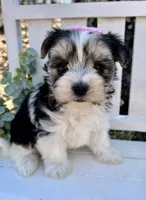 Mae, a female Yorkshire Terrier for sale in Ontario, OR – 2 of 2