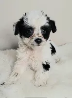 Parti boy, a male Yorkshire Terrier for sale in Ontario, OR – 3 of 3