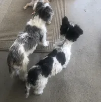 Cocoa , a female Yorkshire Terrier and Biewer for sale in Ontario, OR – 3 of 3