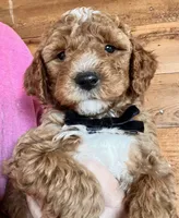 Buddy, a male Miniature Goldendoodle for sale in Ontario, OR – 2 of 2