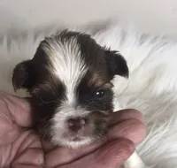Choc Parti girl , a female Yorkshire Terrier and Biewer for sale in Ontario, OR – 2 of 5