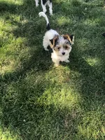 Andre, a male Yorkshire Terrier for sale in Ontario, OR – 3 of 3