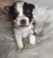 Choc Parti girl , a female Yorkshire Terrier and Biewer for sale in Ontario, OR – 3 of 5