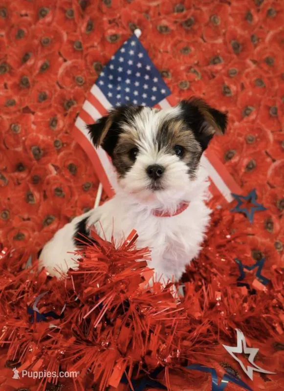 Andre – Yorkshire Terrier puppy for sale in Ontario, OR