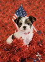 Andre, a male Yorkshire Terrier for sale in Ontario, OR – 1 of 3