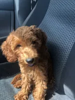 Mini Ruby red , a female Miniature Goldendoodle for sale in Ontario, OR – 2 of 3