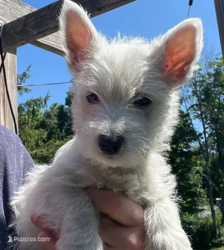 Lillie  – West Highland White Terrier puppy for sale in Ontario, OR