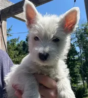Lillie , a female West Highland White Terrier for sale in Ontario, OR – 1 of 2