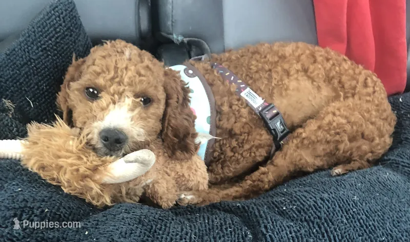 Petite mini – Miniature Goldendoodle puppy for sale in Ontario, OR