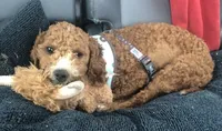 Petite mini, a female Miniature Goldendoodle for sale in Ontario, OR – 1 of 1