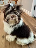 Choc Parti girl , a female Yorkshire Terrier and Biewer for sale in Ontario, OR – 4 of 5