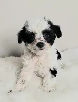 Parti boy, a male Yorkshire Terrier for sale in Ontario, OR – 2 of 3