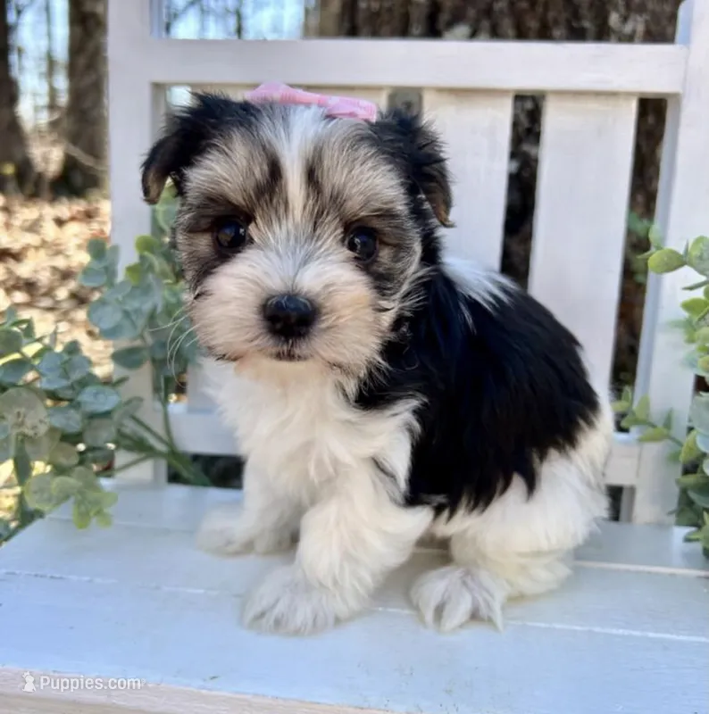 Mae – Yorkshire Terrier puppy for sale in Ontario, OR