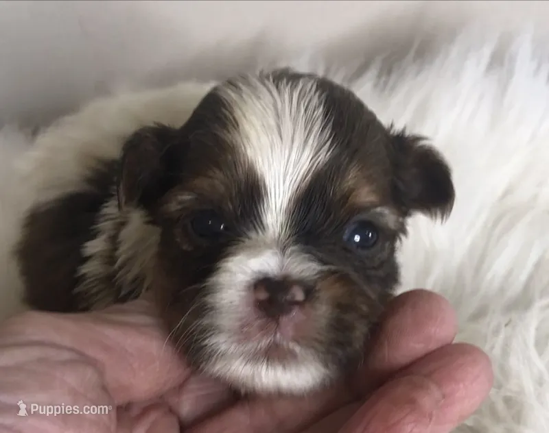 Choc Parti girl , a female Yorkshire Terrier and Biewer for sale in Ontario, OR – 1 of 5