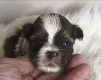 Choc Parti girl , a female Yorkshire Terrier and Biewer for sale in Ontario, OR – 1 of 5