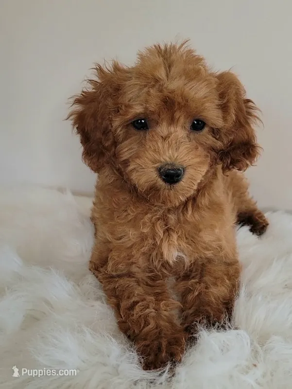 Minnie/petite  – Miniature Goldendoodle puppy for sale in Ontario, OR
