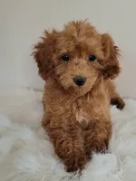 Minnie/petite , a female Miniature Goldendoodle for sale in Ontario, OR – 2 of 3
