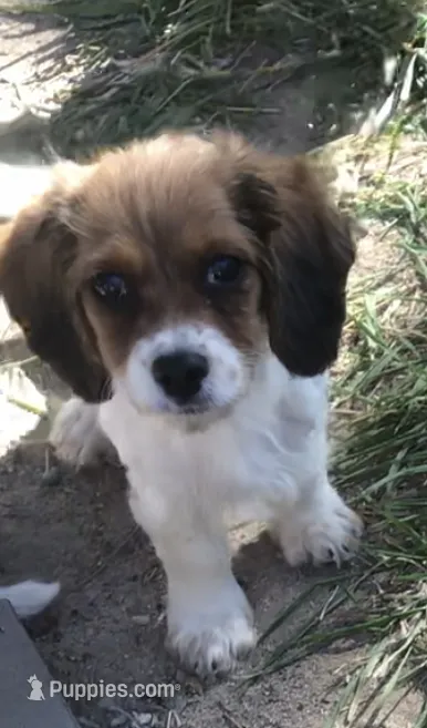 Penny – Cavapoo puppy for sale in Ontario, OR