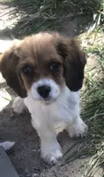 Penny, a female Cavapoo for sale in Ontario, OR – 1 of 4
