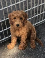 Mini Ruby red , a female Miniature Goldendoodle for sale in Ontario, OR – 3 of 3
