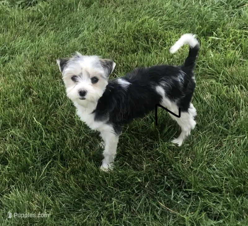 Mae  – Yorkshire Terrier puppy for sale in Ontario, OR