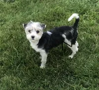 Mae , a female Yorkshire Terrier for sale in Ontario, OR – 1 of 2